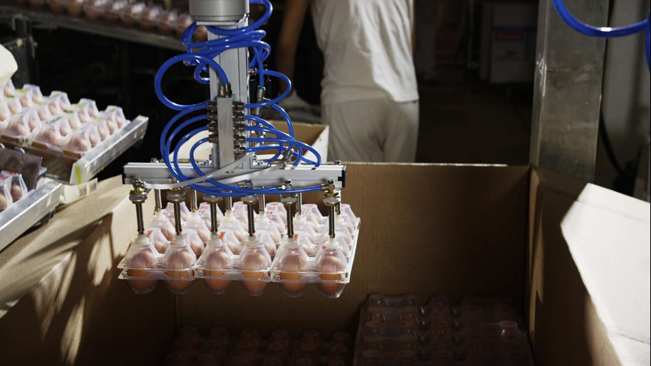 UR机器人软体抓手应用在鸡蛋搬运和包装工序